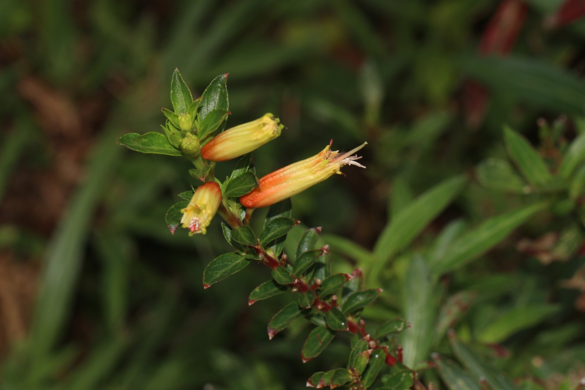 Cuphea micropetala Kunth